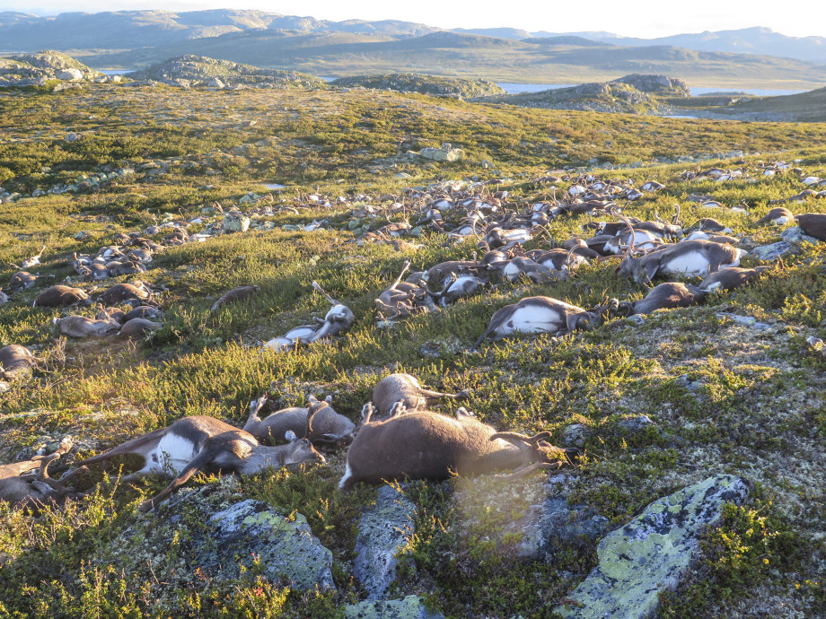 Reindeer Killed by Lightning Bolt