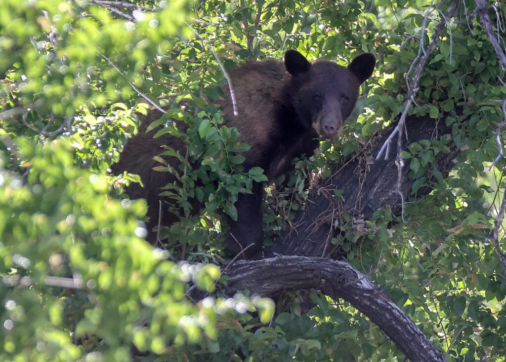 Bear in tree