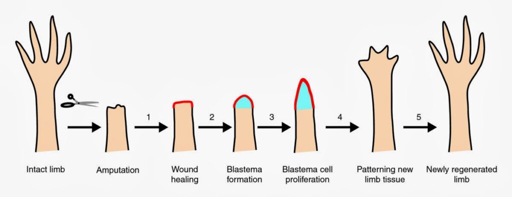 Regrowing limbs