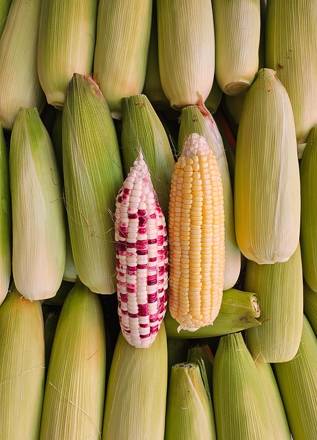 Corn Crop